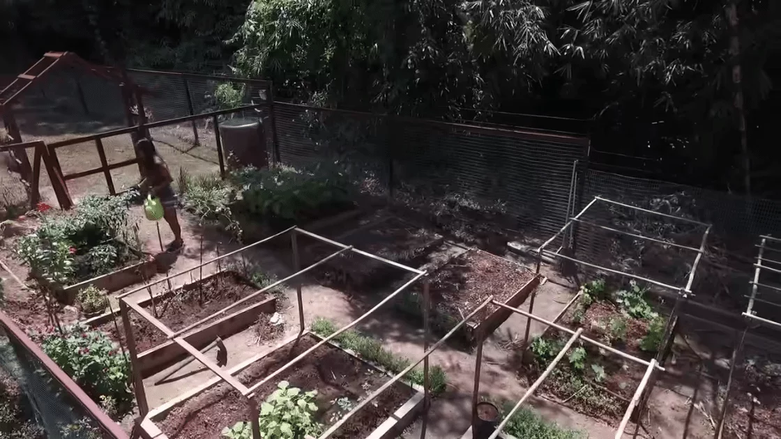 Rumah Andrew Kalaweit punya kebun sayur